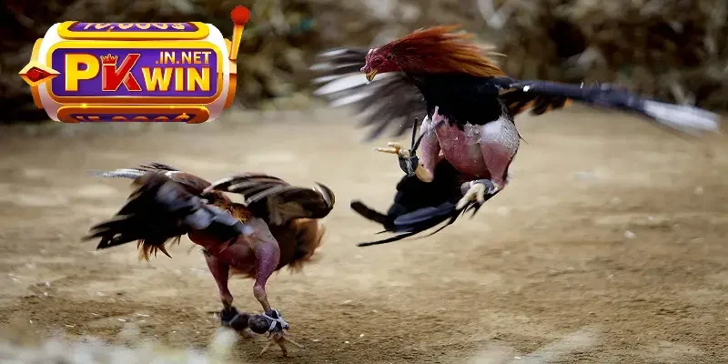 đá gà cựa sắt