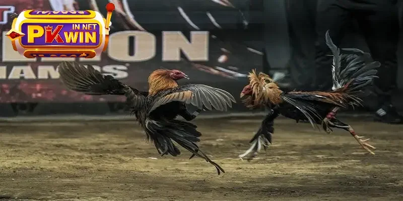 giống gà đá mạnh nhất