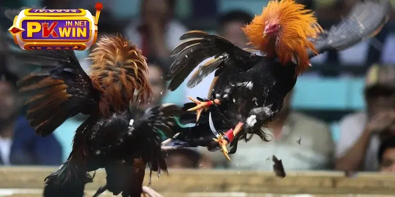 kèo cược chọi gà cựa sắt
