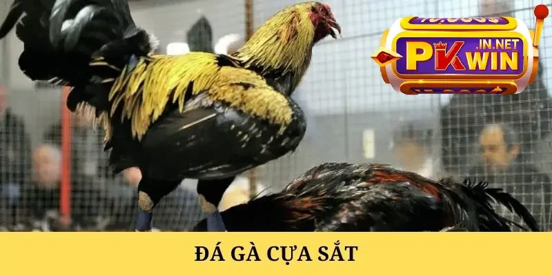 PKWIN live stream đầy đủ các trận đá gà