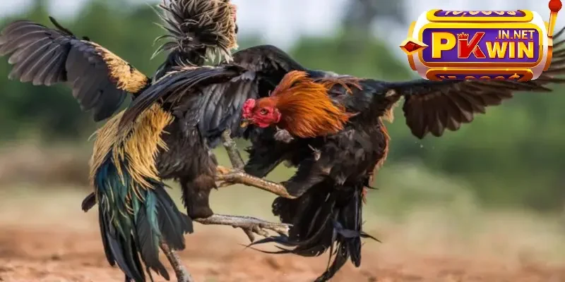 Sàn đá gà đỉnh cao