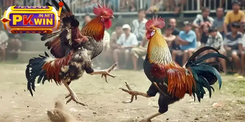 Sàn đá gà Philippines cực kỳ hoành tráng 