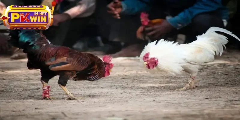 Sảnh đá gà cựa dao PKWIN 