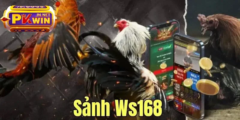 Sảnh đá gà WS168 tại PKWIN