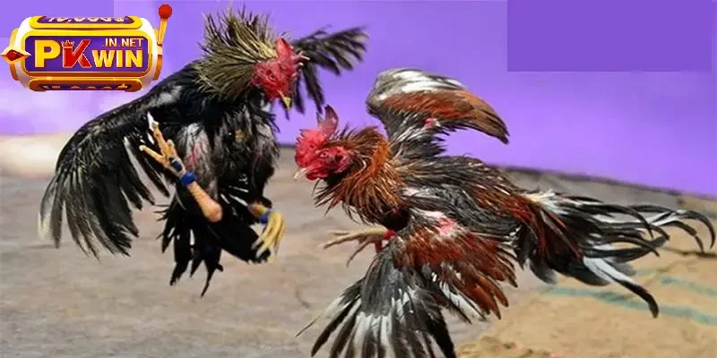  kết quả cược chọi gà 