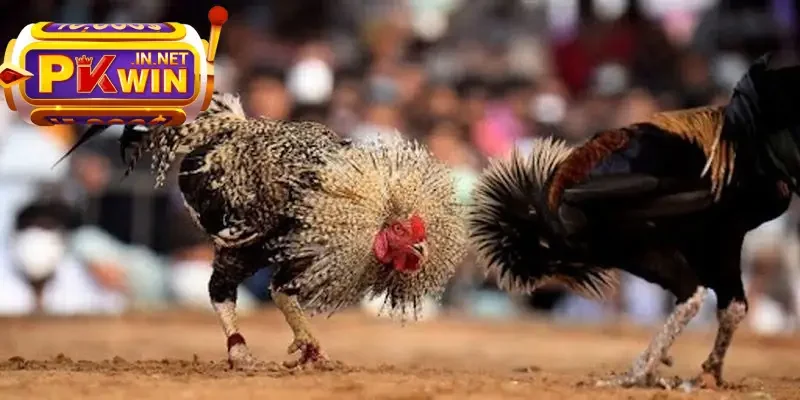 luôn mang đến cho người hâm mộ những trải nghiệm khó quên, từ sự kịch tính của từng ph